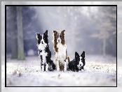 Trzy, Border collie