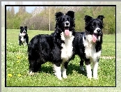 Border Collie, Trzy, Psy