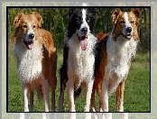 Border Collie, Języki, , Trzy, Pieski