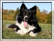 Border Collie, Wesoły, Piesek