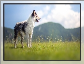 Border collie, Trawa, Gry, Widok, ka