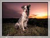 Border collie, Trawa, Pies, Zachód słońca