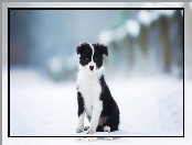 Zima, Border collie, Szczeniak, Pies, Czarno-biały