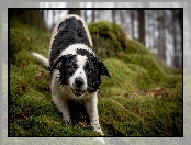 Ściółka, Zmoknięty, Border collie