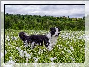 Drzewa, Łąka, Pies, Bordier collie, Trawa, Rośliny