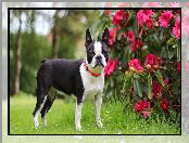 Pies, Boston terrier, Rododendron, Obroża