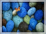 Monarch, Brązowe, Niebieskie , Pomarańczowy, Motyl, Szare, Kamienie