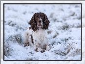 Biało-brązowy, Śnieg, Pies, Springer spaniel angielski