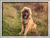 Leonberger, Brązowy, Pies