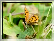 Brązowy, Motyl