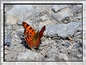 Brązowy, Motyl