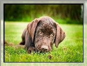 Brązowy, Retriever, Smutny, Labrador