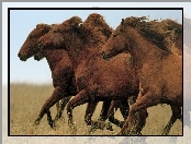 Brązowych, Galop, Stado, Koni