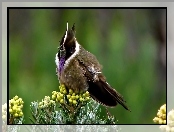 Brodaty Helmetcrest, Tropikalny, Ptak