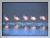 Brodzące, Boliwia, Flamingi, Laguna
