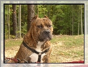 Bronzowy, Perro de Presa Canario