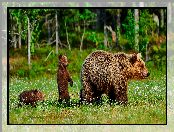 Łąka, Niedźwiedzie brunatne, Niedźwiadki