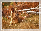 Brzozy, Suche, Shila, Pies, Trawa