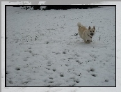 Norsk Buhund, śnieg