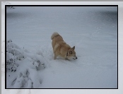 zima, Norsk Buhund