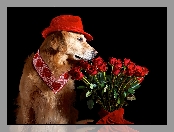 Róże, Bukiet, Golden retriever, Pies, Kapelusz