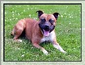 Staffordshire Bull Terrier