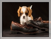 Buty, Szczeniak, Cavalier king charles spaniel