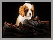 Buty, Szczeniak, Cavalier King Charles Spaniel