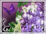 Motyl, Bzy, Konwalie