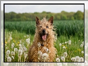 Cairn terrier, Dmuchawce, Pies, Łąka