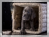 Pies Cane Corso