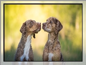 Catahoula leopard dog, Dwa, Psy