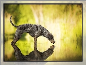 Catahoula leopard dog, Odbicie, Pies, Woda