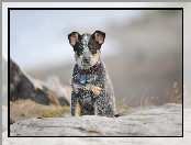 Australian cattle dog