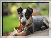 Australian cattle dog