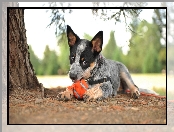 Australian cattle dog, Pies, Drzewo, Szelki, Szczeniak, Piłka