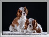 Cavalier King Charles spaniele, Dwa, Szczeniaki