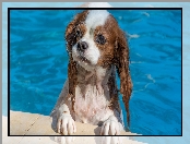 Kąpiel, Cavalier king charles spaniel, Pies, Basen