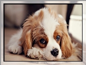 Cavalier King Charles Spaniel, Leżący, Pies