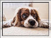 Cavalier king charles spaniel, Pies, Szczeniak