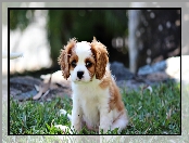 Piesek, Cavalier King Charles spaniel, Mały, Szczeniak