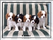 słodkich, Cavalier King Charles spaniel, pięć, szczeniaków