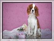 Cavalier king Charles spaniel, Kwiatki