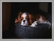 Cavalier king charles spaniel, Puf