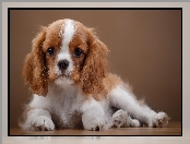 Cavalier King Charles spaniel, Szczeniaczek