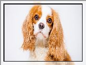 Cavalier king charles spaniel, Szczeniak, Portret