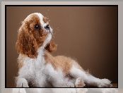 Cavalier king charles spaniel, Szczeniak, Szczeniak