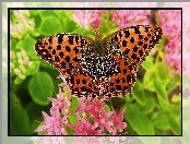 Latonia, Motyl, Makro, Kwiatki, Dostojka, Różowe