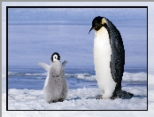 Pingwiny cesarskie, Śnieg