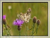 Motyl, Polowiec szachownica, Chaber driakiewnik, Kwiat